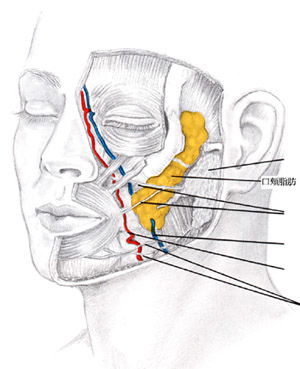 嬰兒肥延伸到太陽穴
